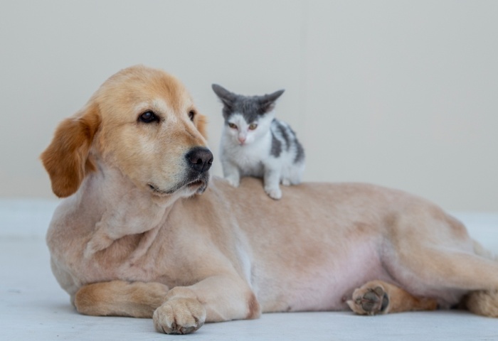 養(yǎng)寵物家庭如何保障室內(nèi)清潔？